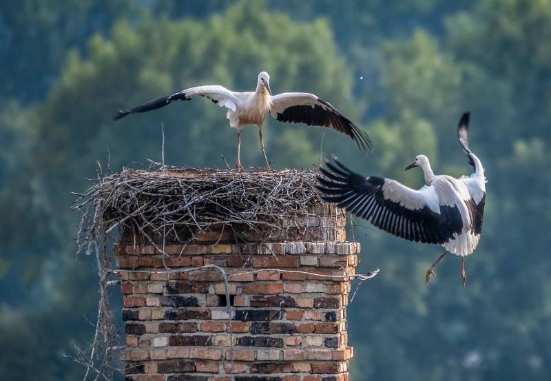 Professional Chimney Animal Removal Services in Haslet, Texas