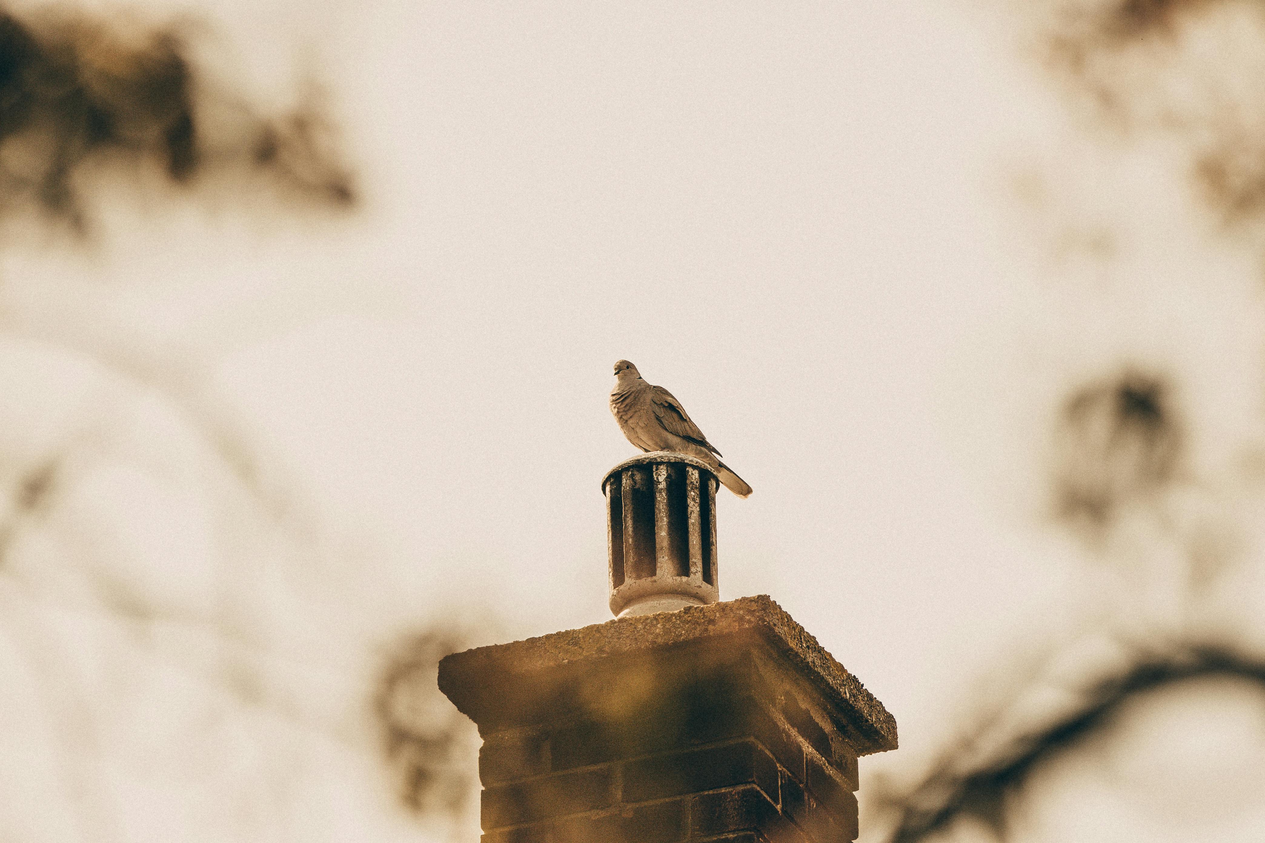 Expert Chimney Cap Installation in Haslet, Texas